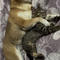 全身で抱きしめるように眠る犬と猫