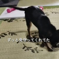 床を歩く黒い犬