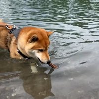 拾いに行くソラくん
