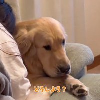何か考えている様子の犬