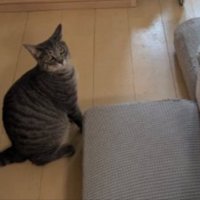 にゃーん