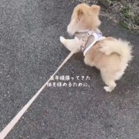 元繁殖犬のきなこちゃん