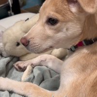 女性に撫でられて視線を送る犬