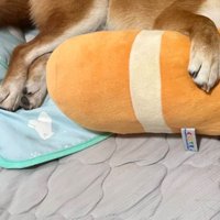 息子さんの部屋で寝ているしもん君