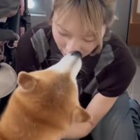 お姉ちゃんを出迎える柴犬