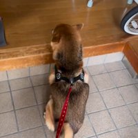 玄関先で座るはちちゃん