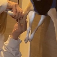 小型犬の爪を切る投稿主