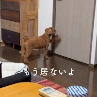 諦めきれずにドアを引っ掻くタローくん
