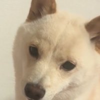 飼い主を静かに見つめる犬