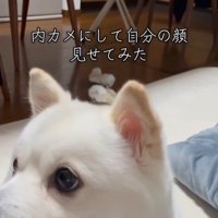 ベラちゃんが自分の姿を見た時の反応4