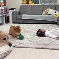 歯磨きが日課の3兄妹