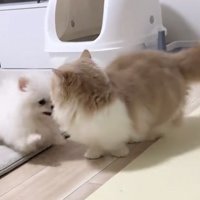 顔を寄せ合う犬と猫