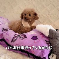 くぅちゃんに声をかけるパパ