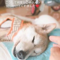 柴犬の小雪ちゃん