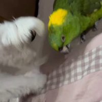 三世代にわたって育てられている