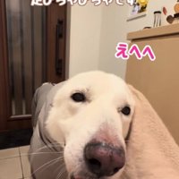 やっとゴキゲンに♪