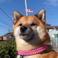 スンとするくうちゃん