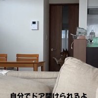 立ち上がるくっきーちゃん