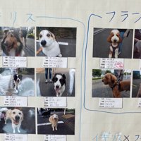 海外原産の犬
