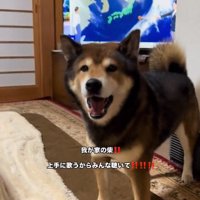 カメラ目線のしゅんくん