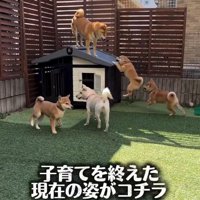 柴犬一家
