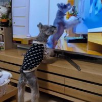 テレビに自分が出た時の風太くん6