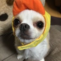 ふうちゃん