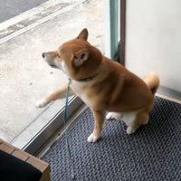 カリカリするれお君