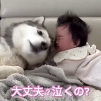 赤ちゃんの顔を覗き込む犬