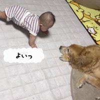 犬へ近づく赤ちゃん