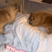 ホリホリするわんこたち