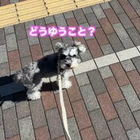 「どういうこと？ただのお散歩じゃないの？」