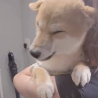 腕の中でとろける顔の犬