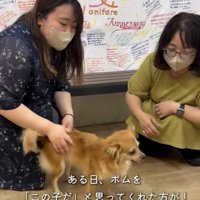 人に囲まれて立つ犬