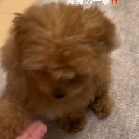 渾身のオテをするあられちゃん