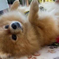 お腹を見せてゴロ～ン♪
