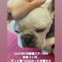 女性に撫でられながら元気がなさそうなフレンチブルドッグ