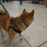 ナラちゃん＆ソラくんとママの再会3