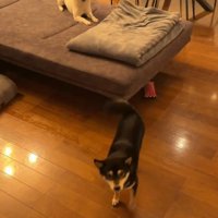 帰宅した飼い主さん