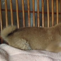 子犬期のももちゃんは…