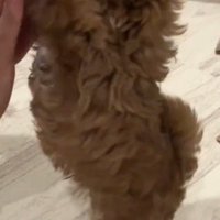 立ち上がって飼い主の手に前足を添える子犬