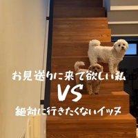 お見送りしないチャチャちゃんたち4