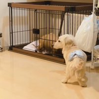 別の家に預けられたけど…