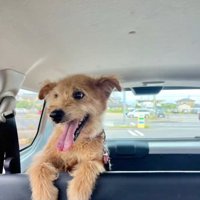 車に乗って笑顔になる犬