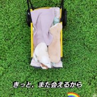ペットカートの上に座って日向ぼっこする犬
