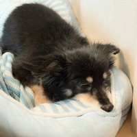 ふわふわ