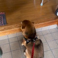 震えるはちちゃん