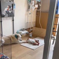 見つめる犬