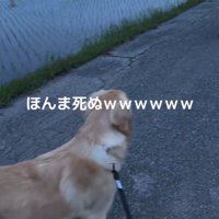 お散歩中のベイリーちゃんとパパ4