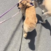 先回りしてゴールデンをかわすラブラドール